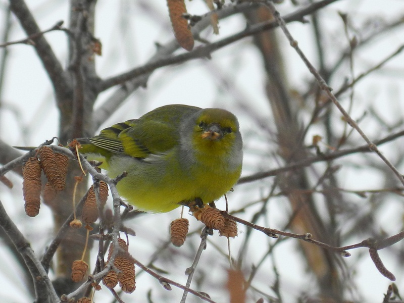 Venturone alpino (Carduelis citrinella)